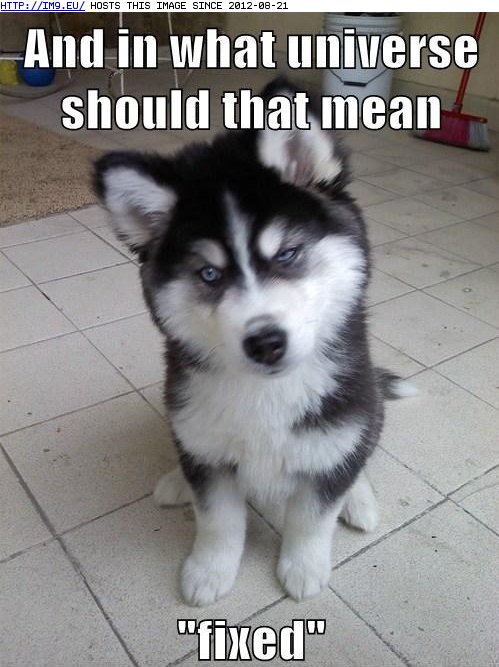 funny husky dog meme