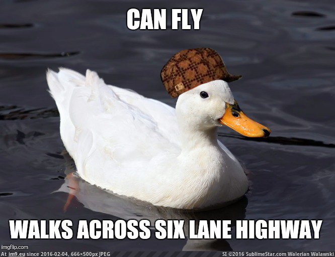 [Adviceanimals] This little asshole held up traffic this morning. I'm glad they made it. (in My r/ADVICEANIMALS favs)