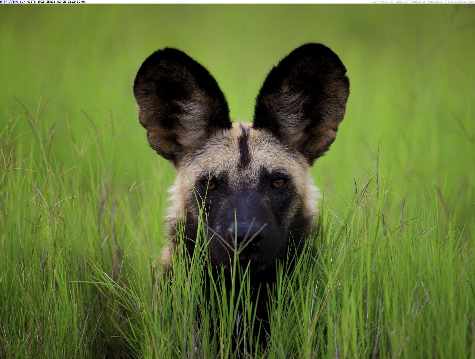 african wild dog pups wallpaper