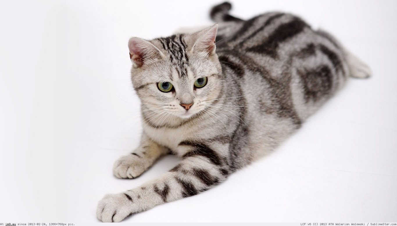 American Bobtail Wallpaper 1366X768 (in Cats and Kitten Wallpapers 1366x768)