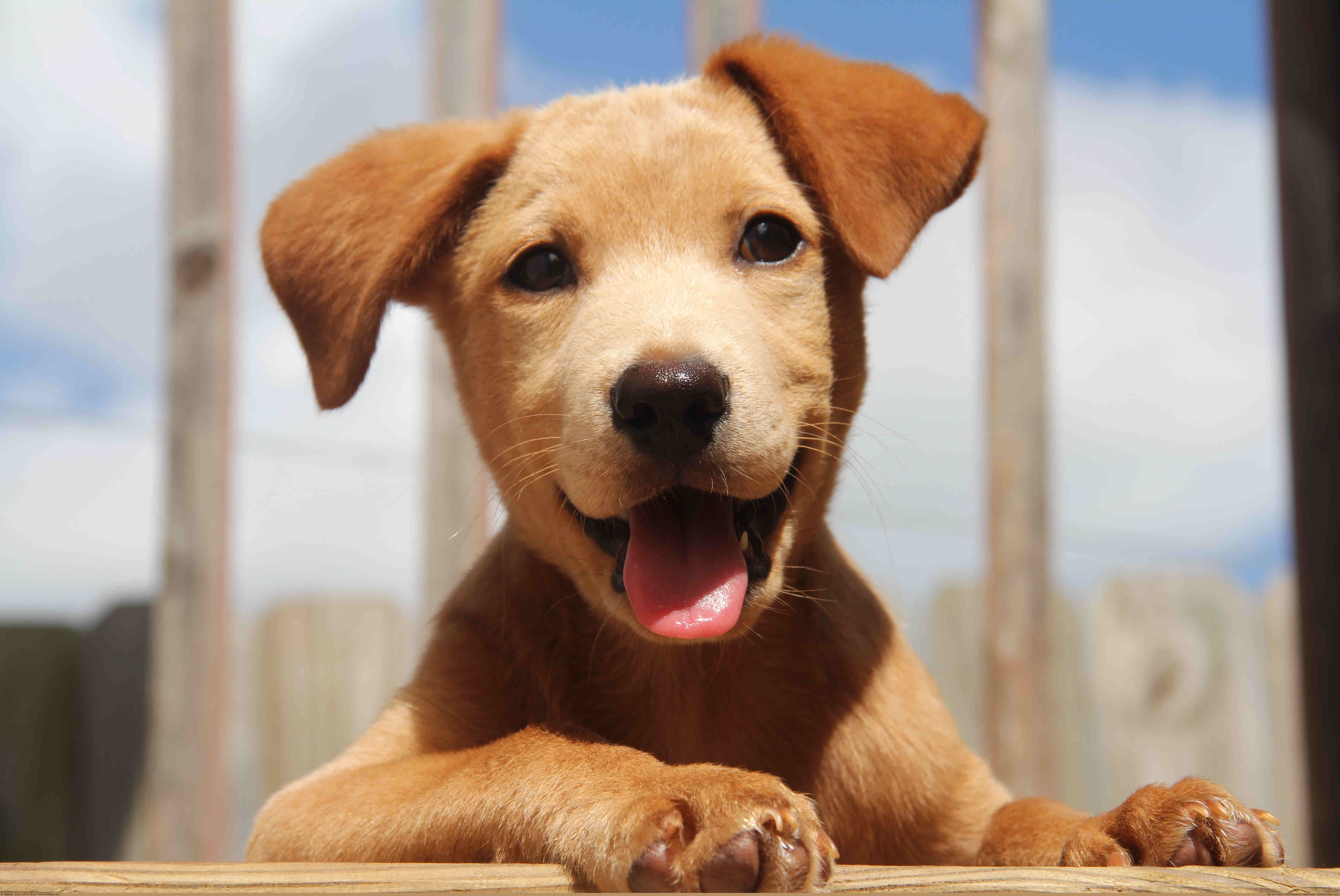 extremely happy dog