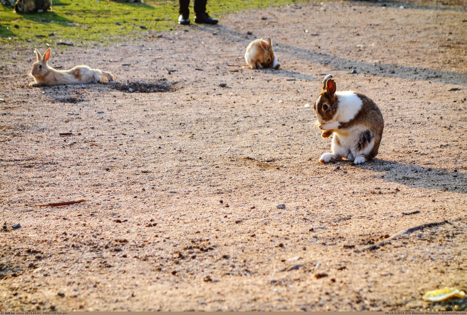 Pic Night Girlfriend Island Rabbit Camping Kunoshima Spent Aka