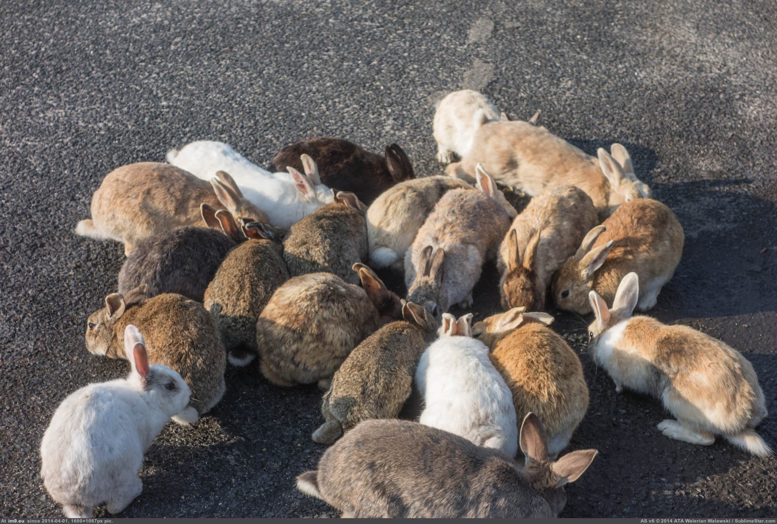 Pic Night Girlfriend Island Rabbit Camping Kunoshima Spent Aka