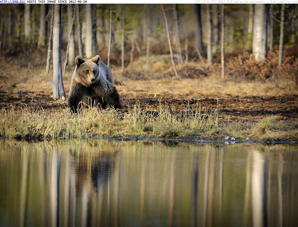 Bear Karelia Finland 990x742 - NG Animals (in Random images)