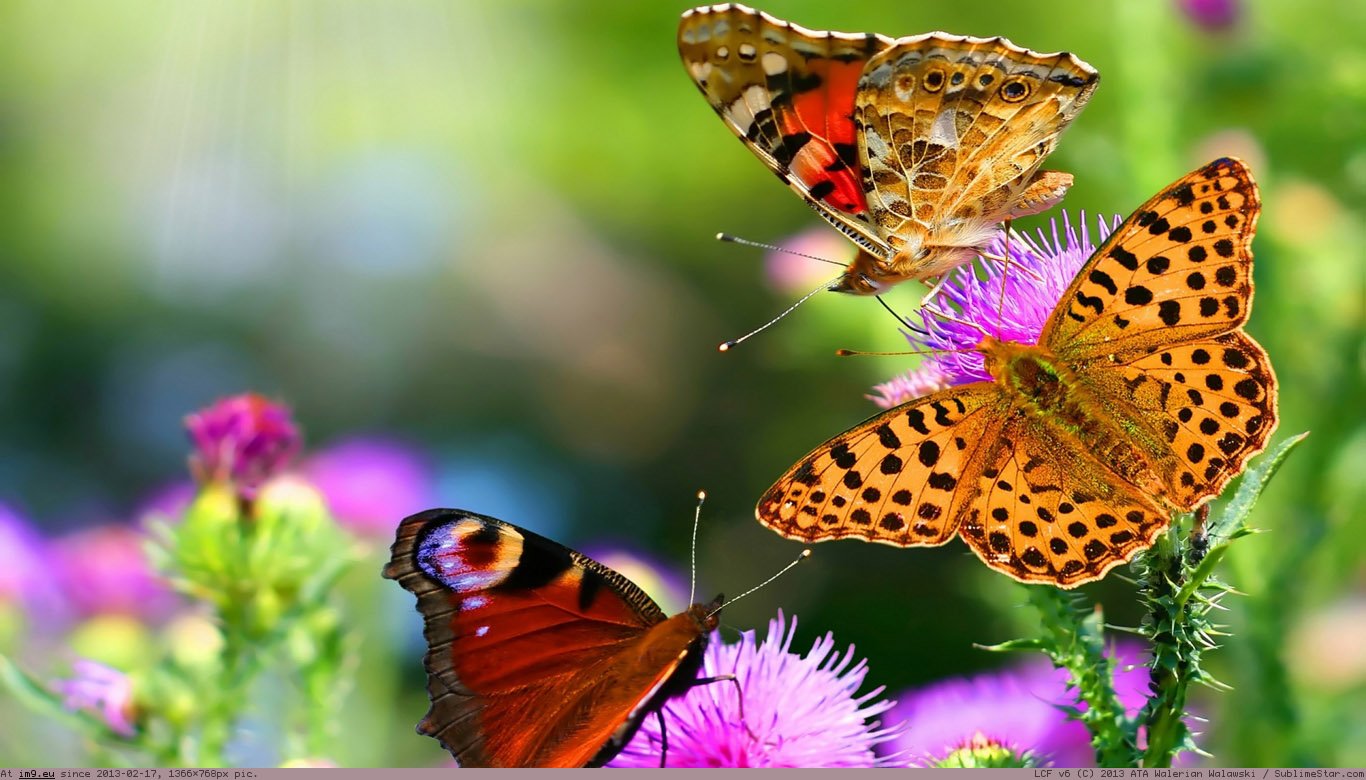 Beautiful Butterflies Wallpaper 1366X768 (in Animals Wallpapers 1366x768)