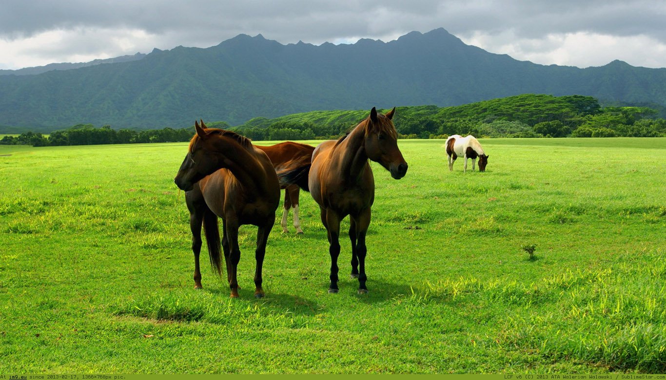 Beautiful Horses Wallpaper 1366X768 (in Animals Wallpapers 1366x768)