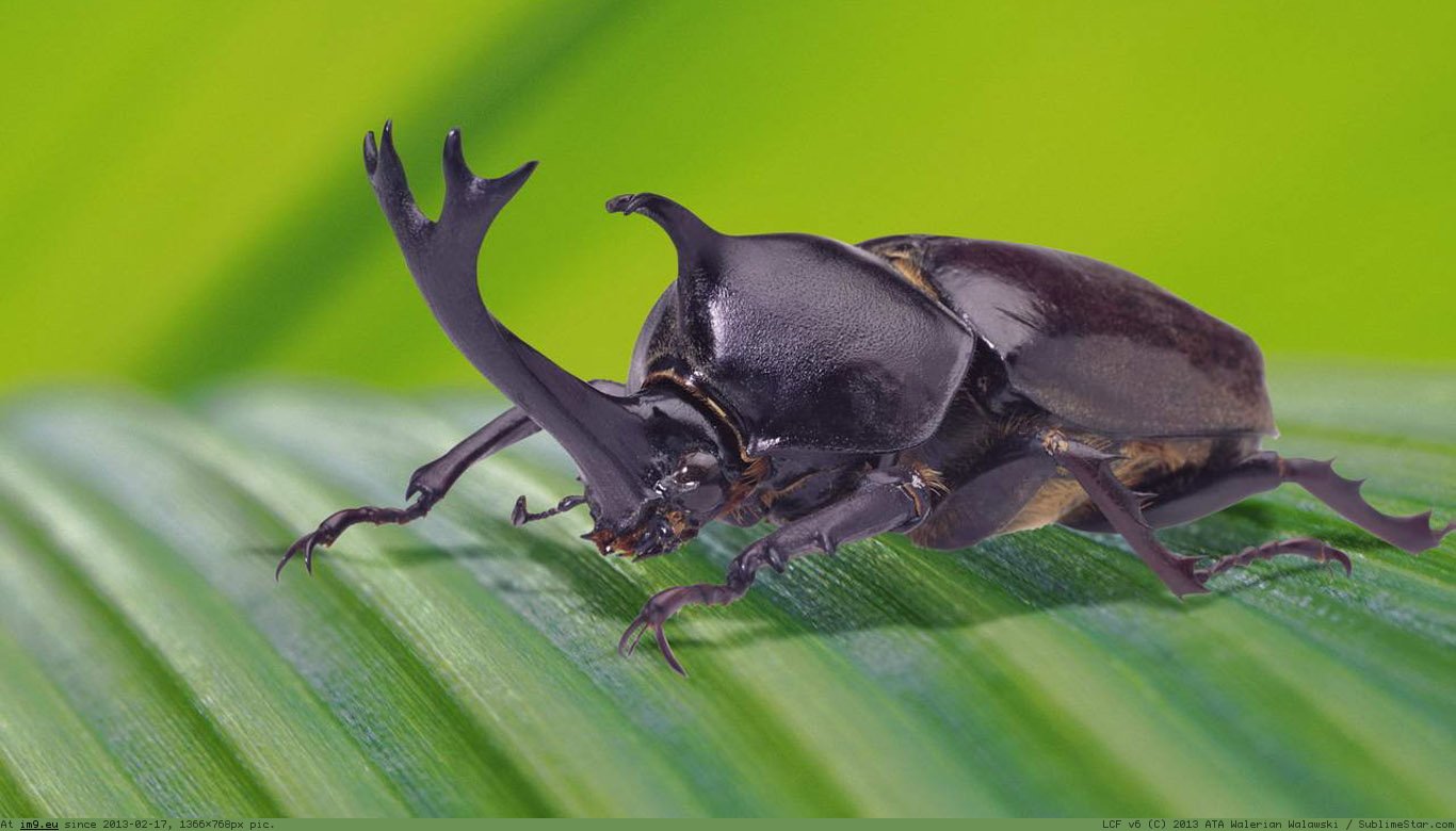 Beetle Wallpaper 1366X768 (in Animals Wallpapers 1366x768)