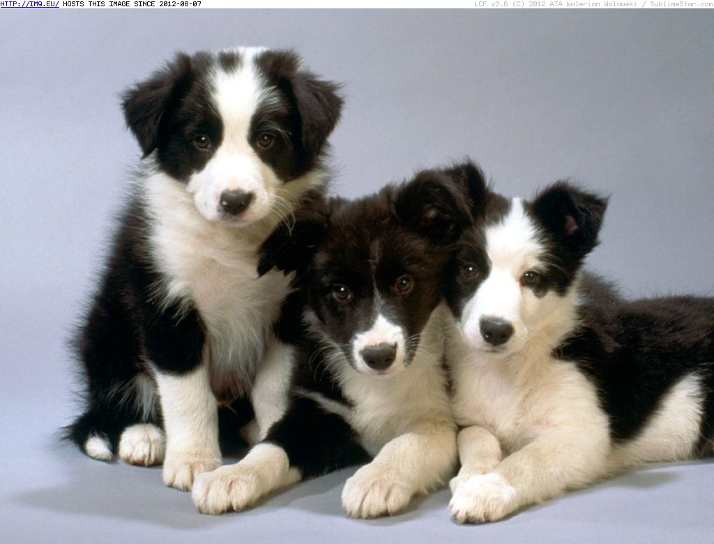 Black and White Border Collie Puppies (in Cute Puppies)