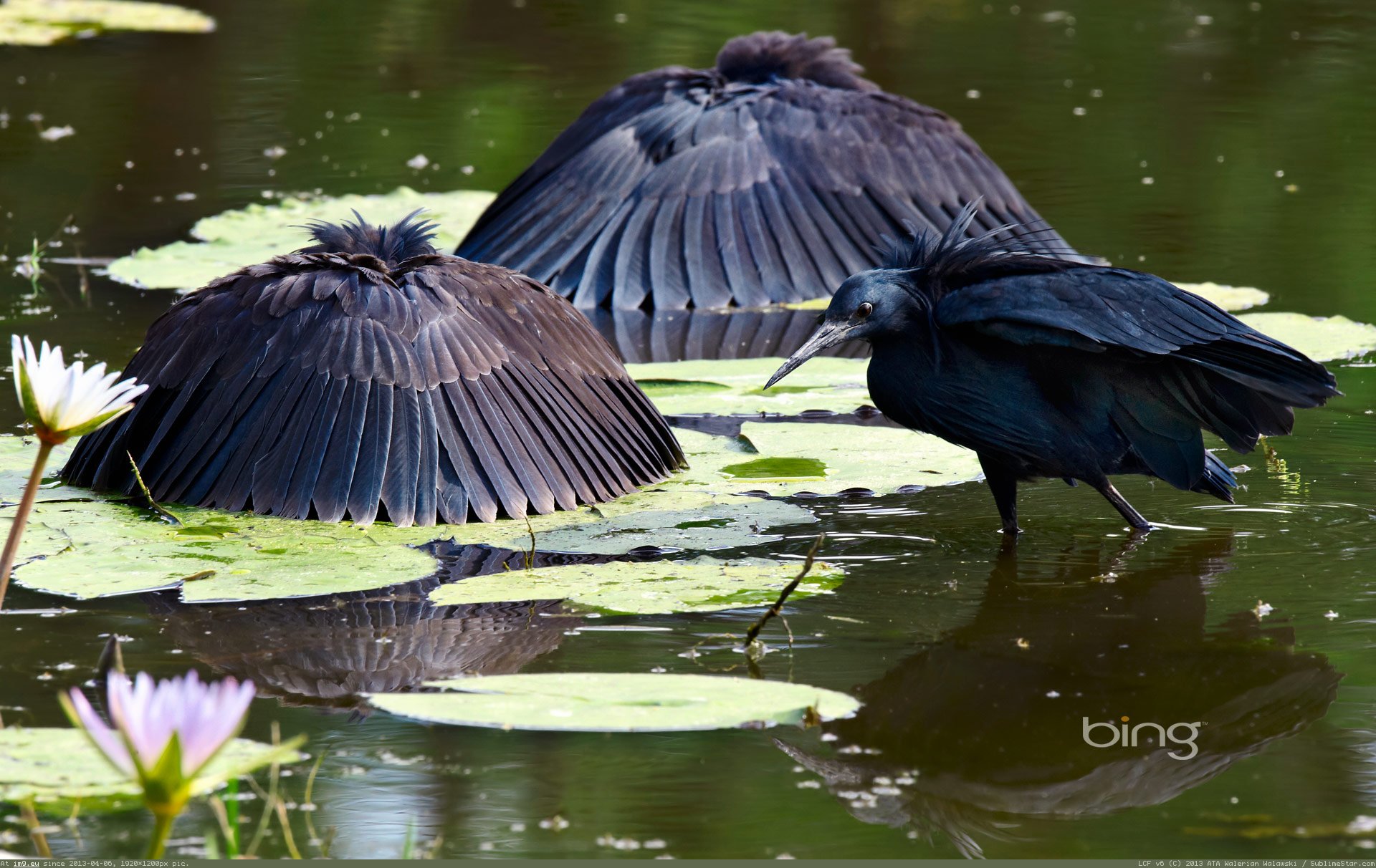 Pic. #Images #Black #Game #Moremi #Ardesiaca #Egretta #Herons ...