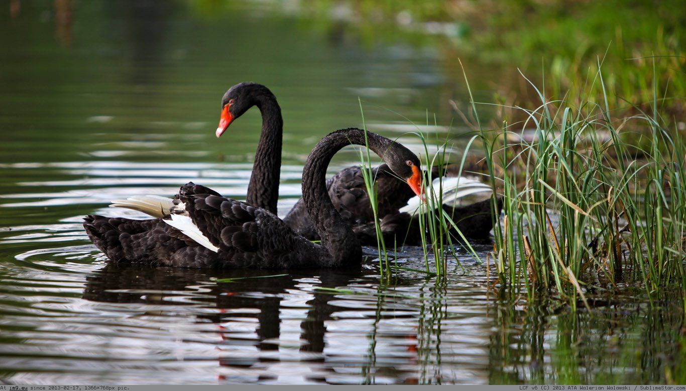 Black Swans Wallpaper 1366X768 (in Animals Wallpapers 1366x768)