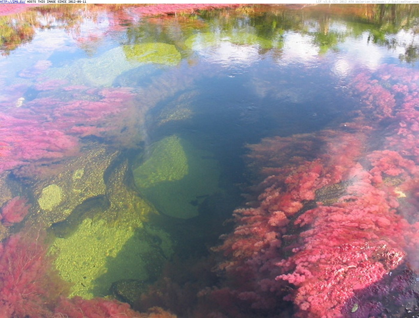 Cano Cristales River (in Random images)
