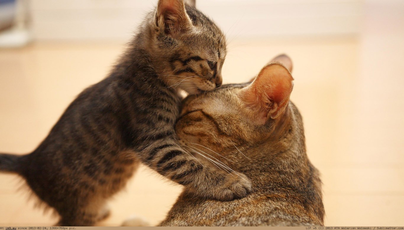 Cat And Kitten Wallpaper 1366X768 (in Cats and Kitten Wallpapers 1366x768)