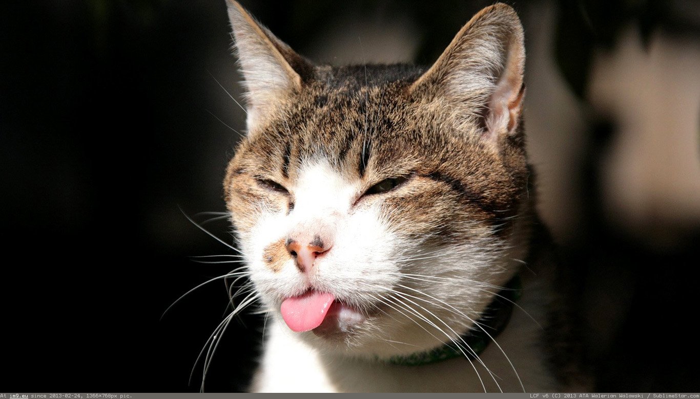 Cat Is Tongue Wallpaper 1366X768 (in Cats and Kitten Wallpapers 1366x768)