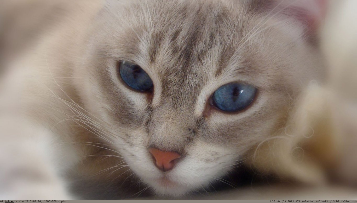 Cat With Blue Eyes Wallpaper 1366X768 (in Cats and Kitten Wallpapers 1366x768)
