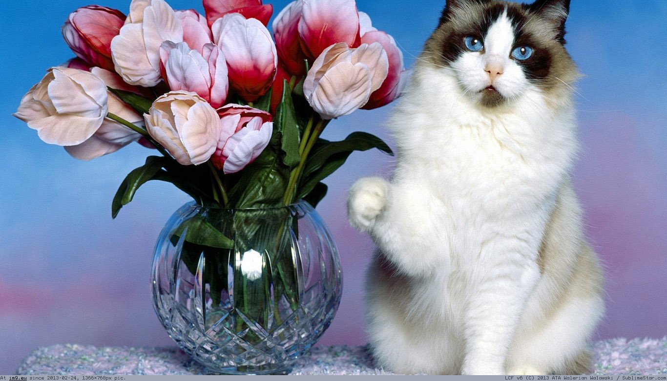 Cat With Flowers Wallpaper 1366X768 (in Cats and Kitten Wallpapers 1366x768)