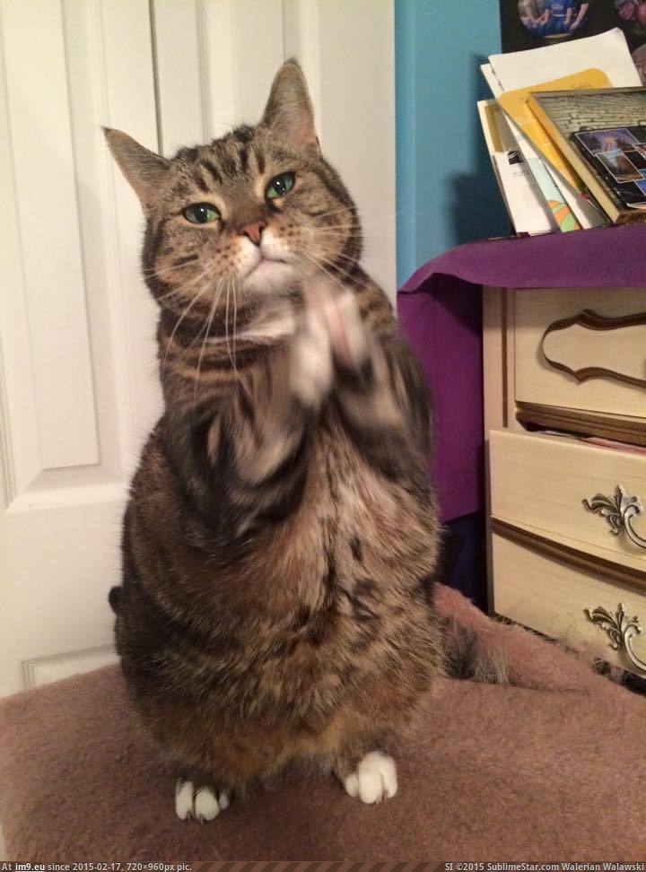[Cats] Bobcat stands and waves her paws at me when she's happy (in My r/CATS favs)