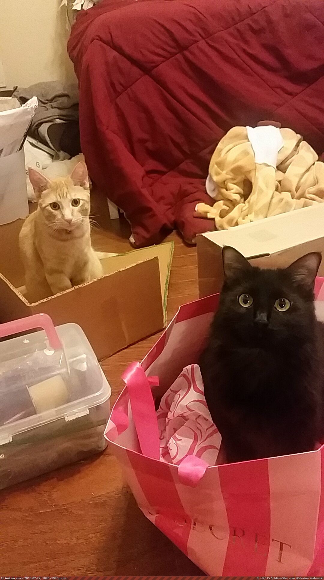[Cats] Every time I get a box or shopping bag they just jump right in (in My r/CATS favs)