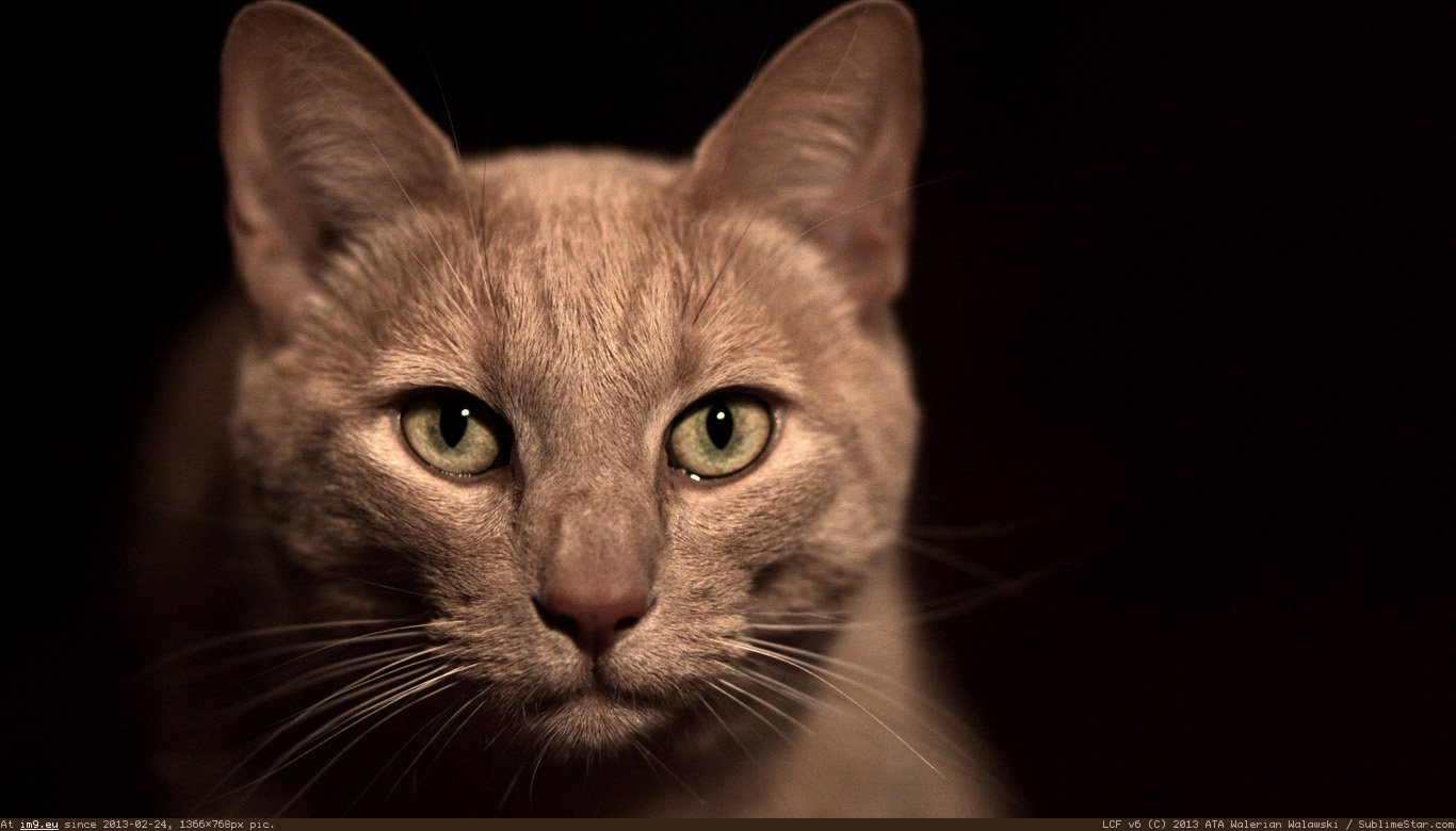 Chestnut Cat Wallpaper 1366X768 (in Cats and Kitten Wallpapers 1366x768)