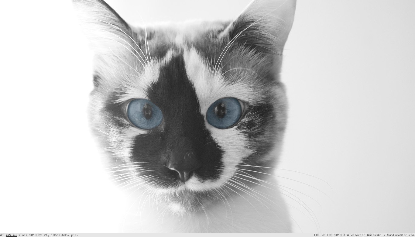 Cool Cat Wallpaper 1366X768 (in Cats and Kitten Wallpapers 1366x768)