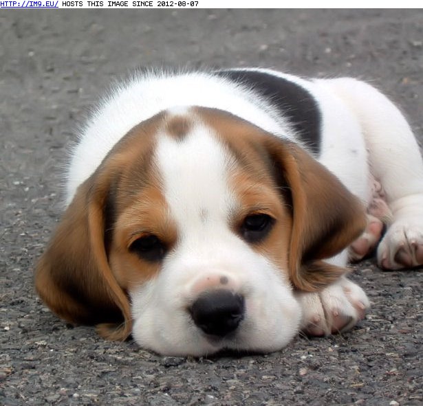 Cute Beagle pup (in Cute Puppies)