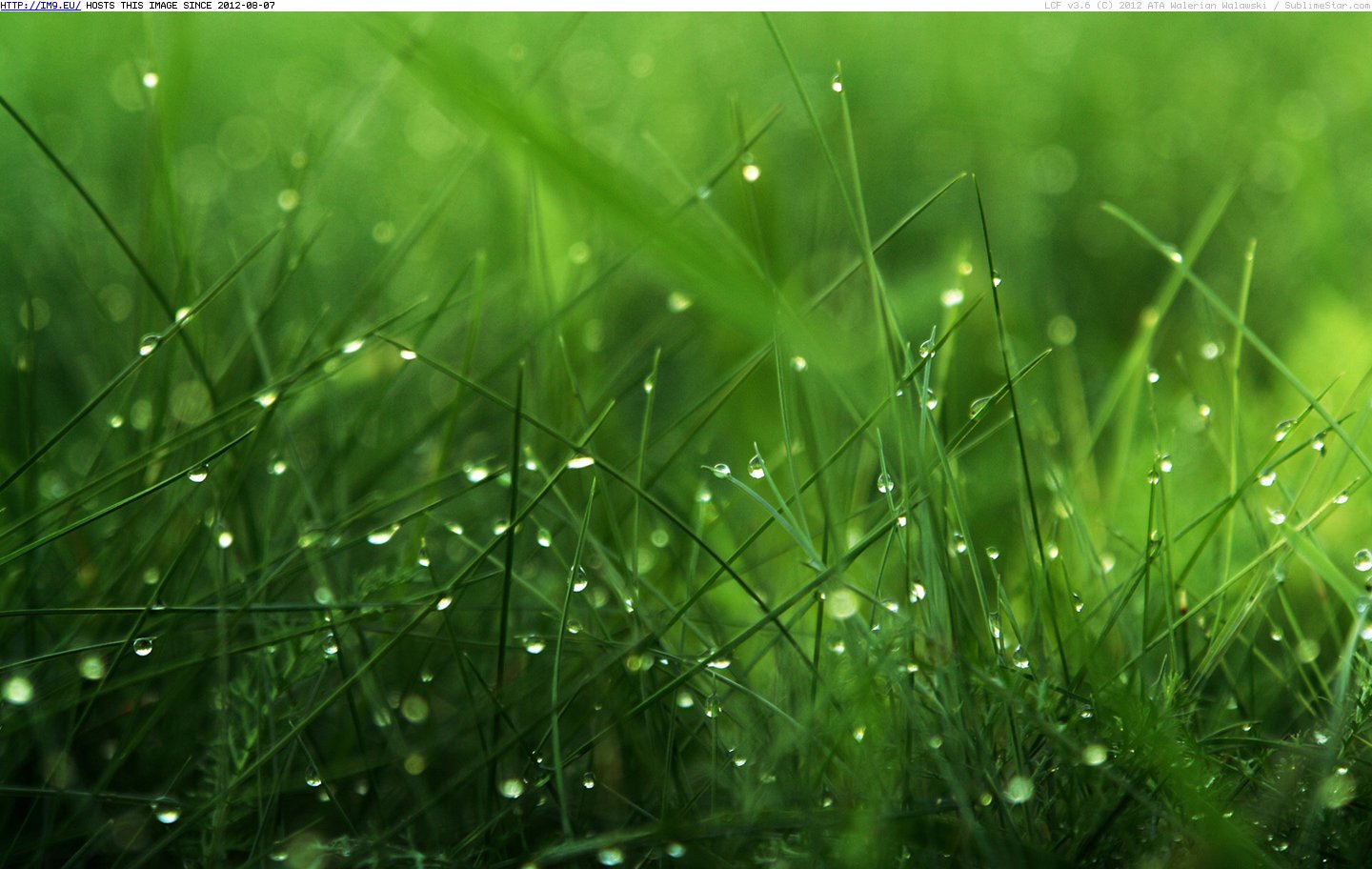 Dew grass HD Widescreen 1440x900 wallpaper (in Photos of Nature)