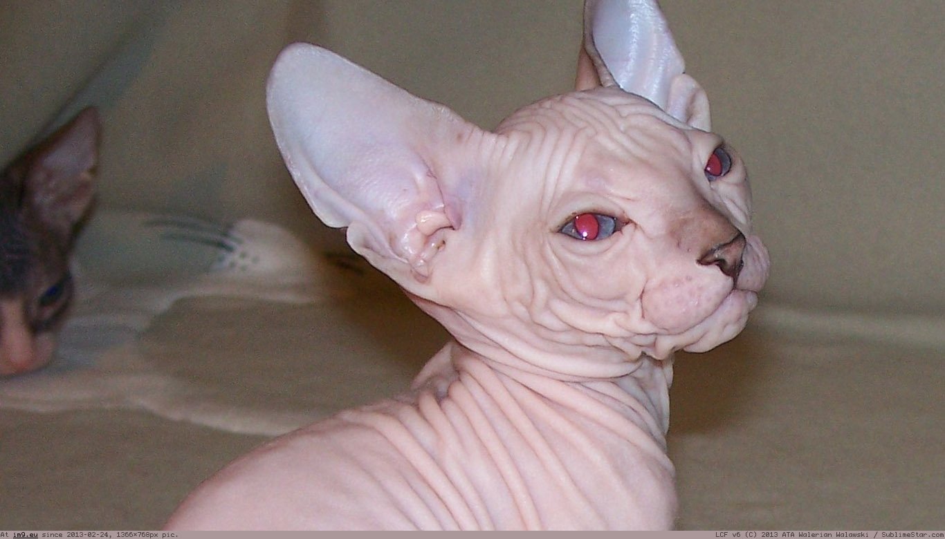 Don Sphynx Wallpaper 1366X768 (in Cats and Kitten Wallpapers 1366x768)