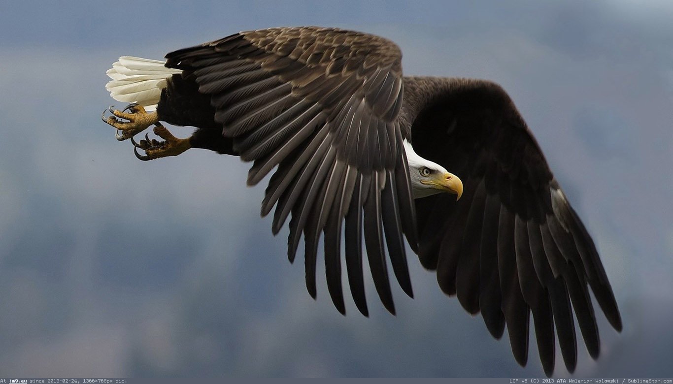 Eagle Wallpaper 1366X768 (in Animals Wallpapers 1366x768)