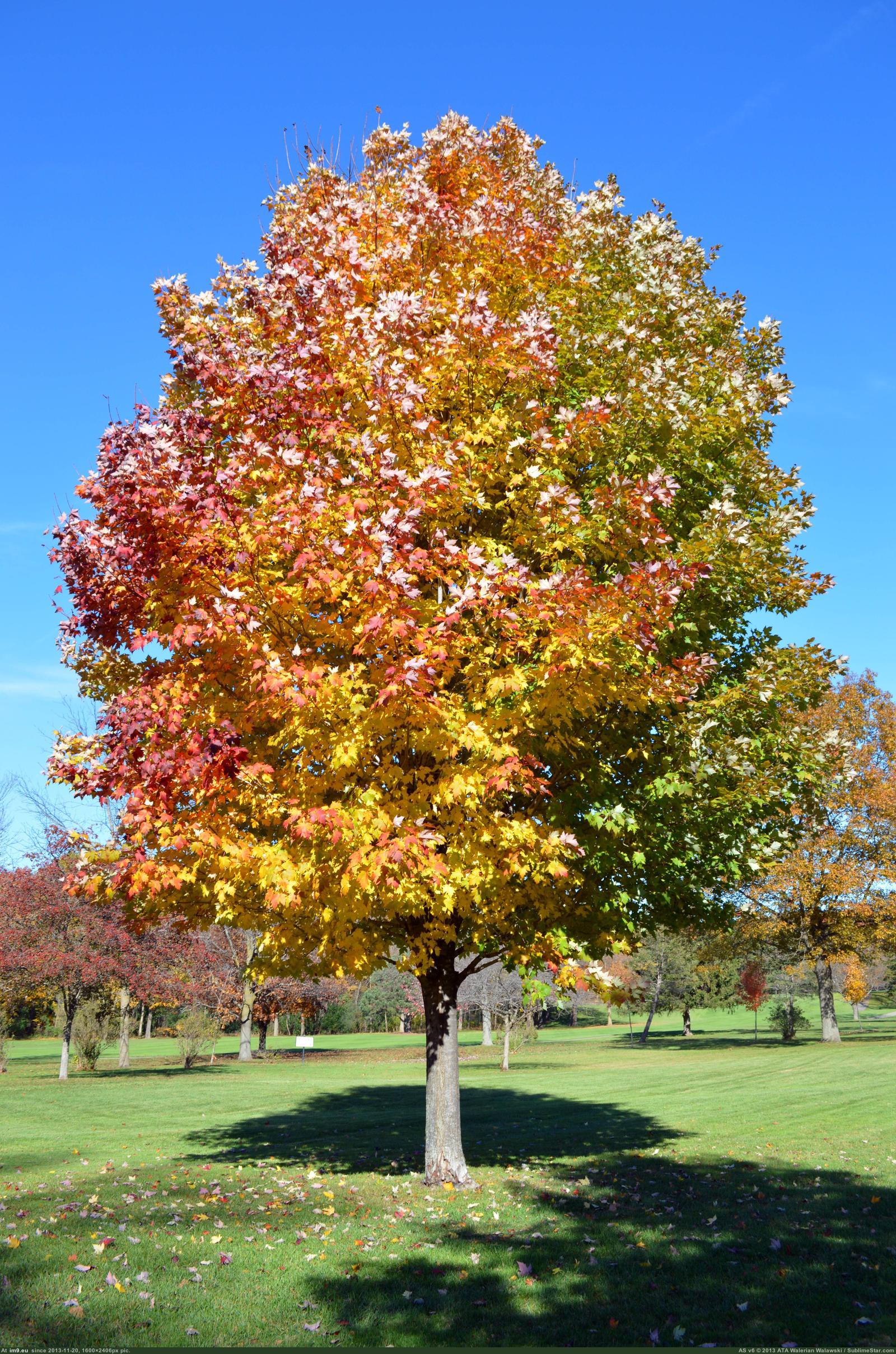 Pic. #Summer #Autumn #Moves #Tree, 881074B – My r/EARTHPORN favs