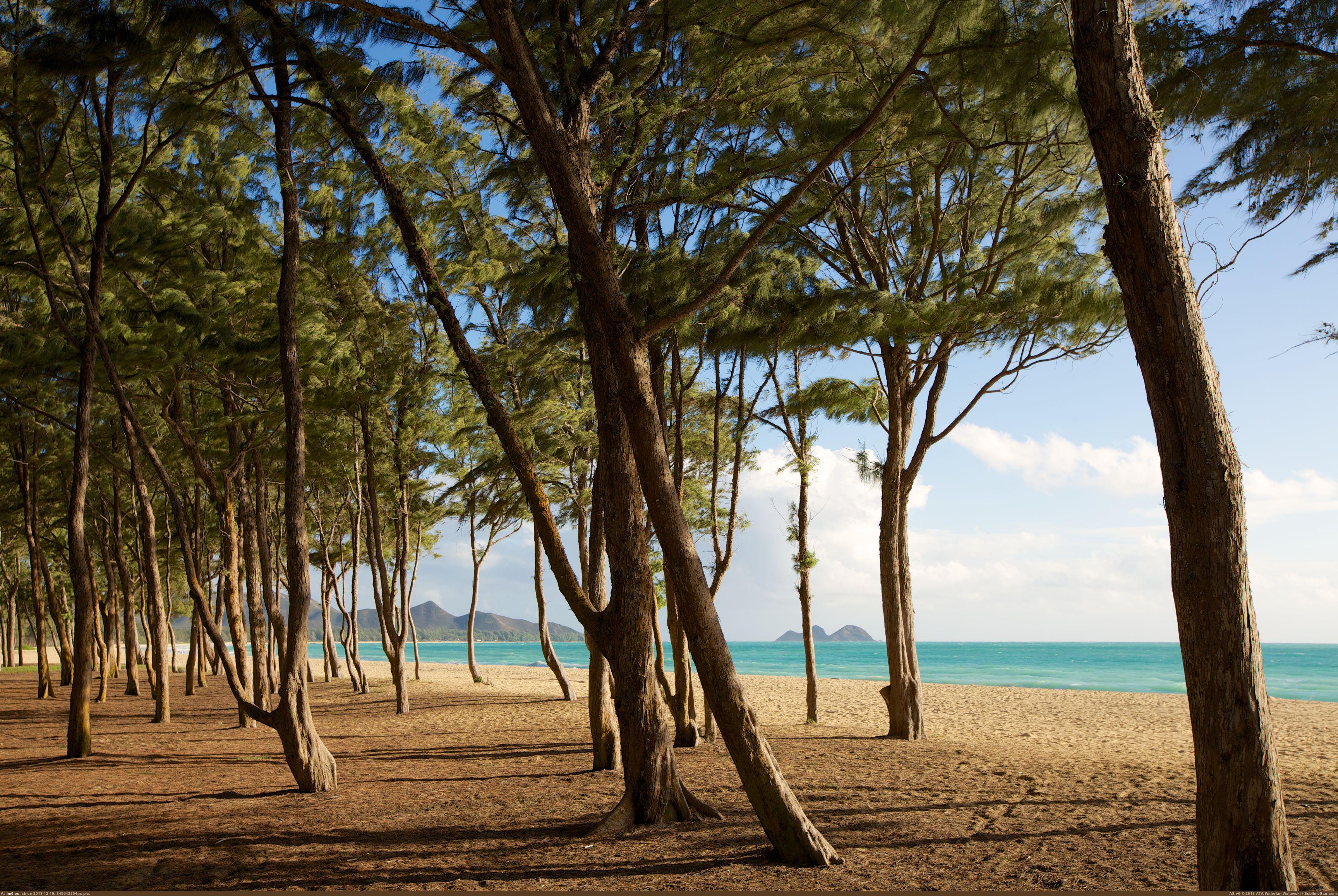 Pic. #Park #Beach #Morning #Oahu #Bellows #Early #Field #5760x3840,  1809423B – My r/EARTHPORN favs