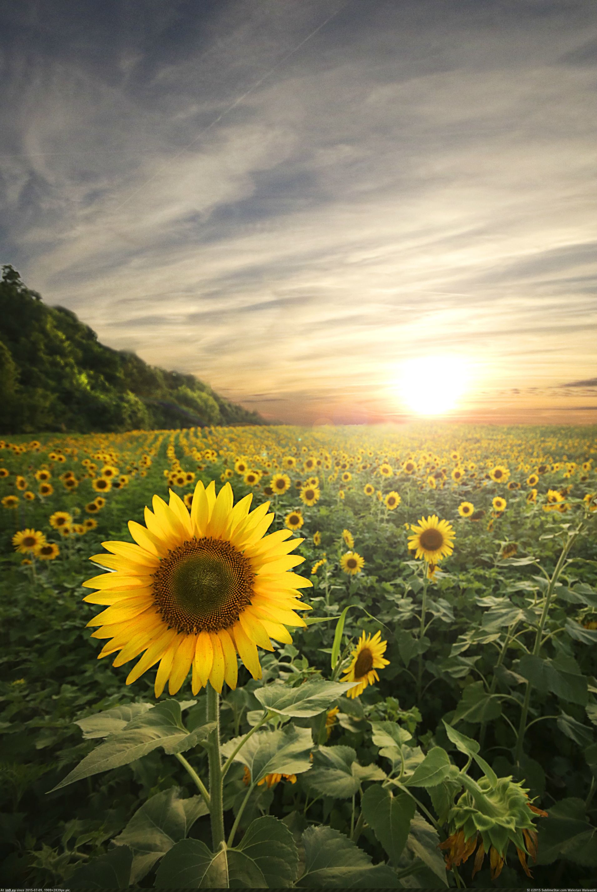 Pic. #East #Sanctuary #Sunflower, 575060B – My r/EARTHPORN favs