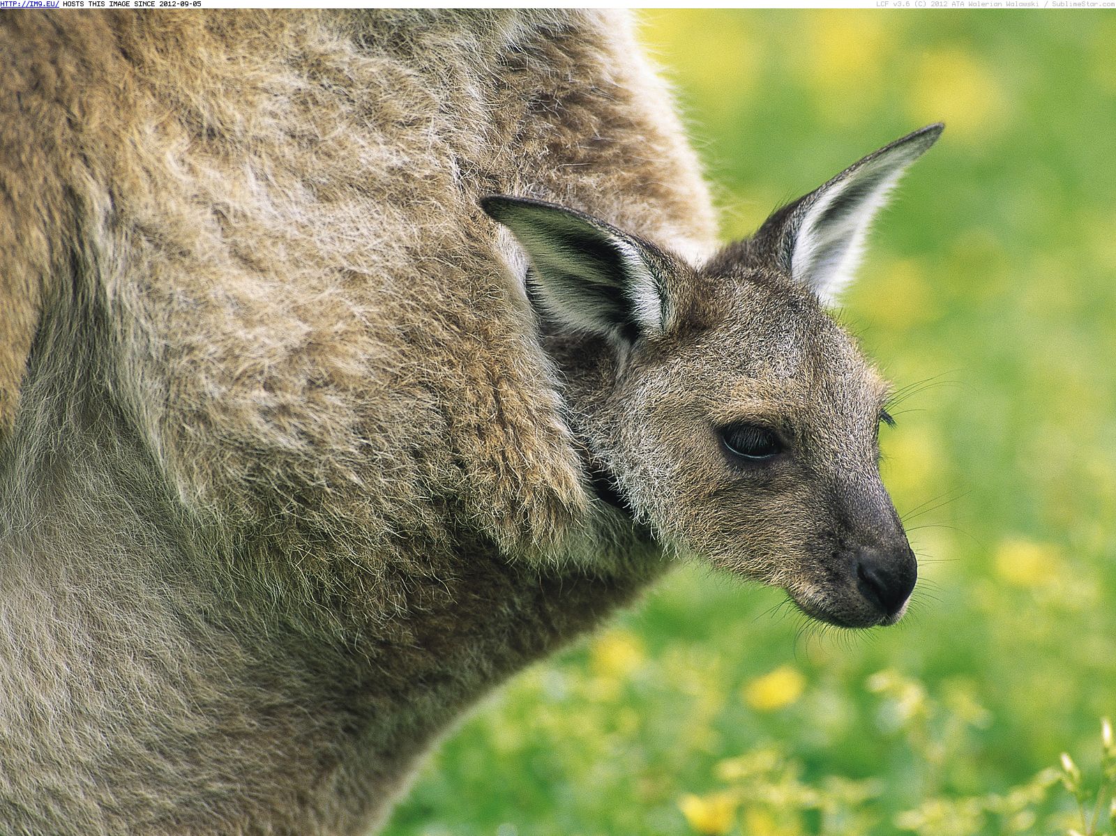 kangaroo joey in pouch