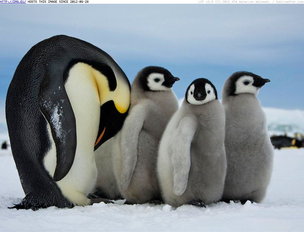 Emperor Penguins Antarctica 990x742 - NG Animals (in Random images)