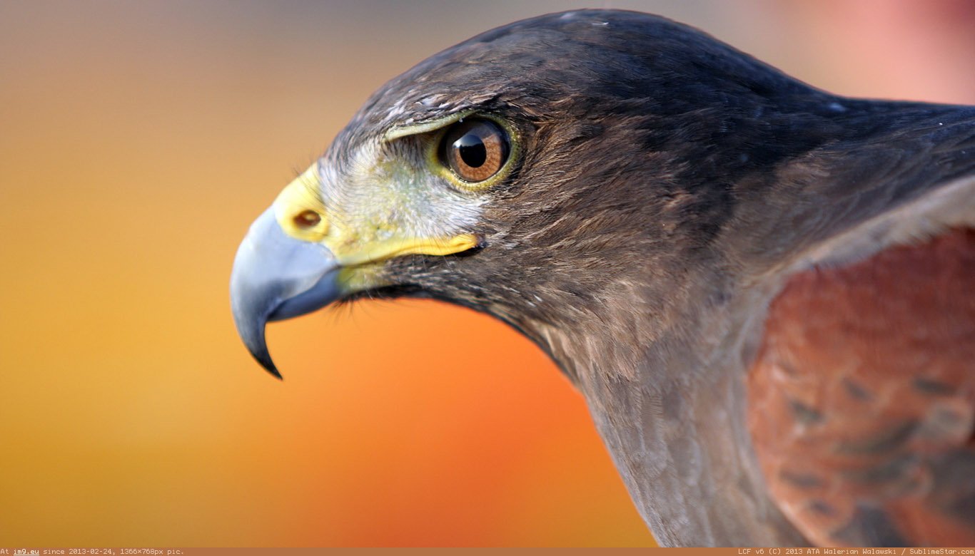 Falcon Wallpaper 1366X768 (in Animals Wallpapers 1366x768)