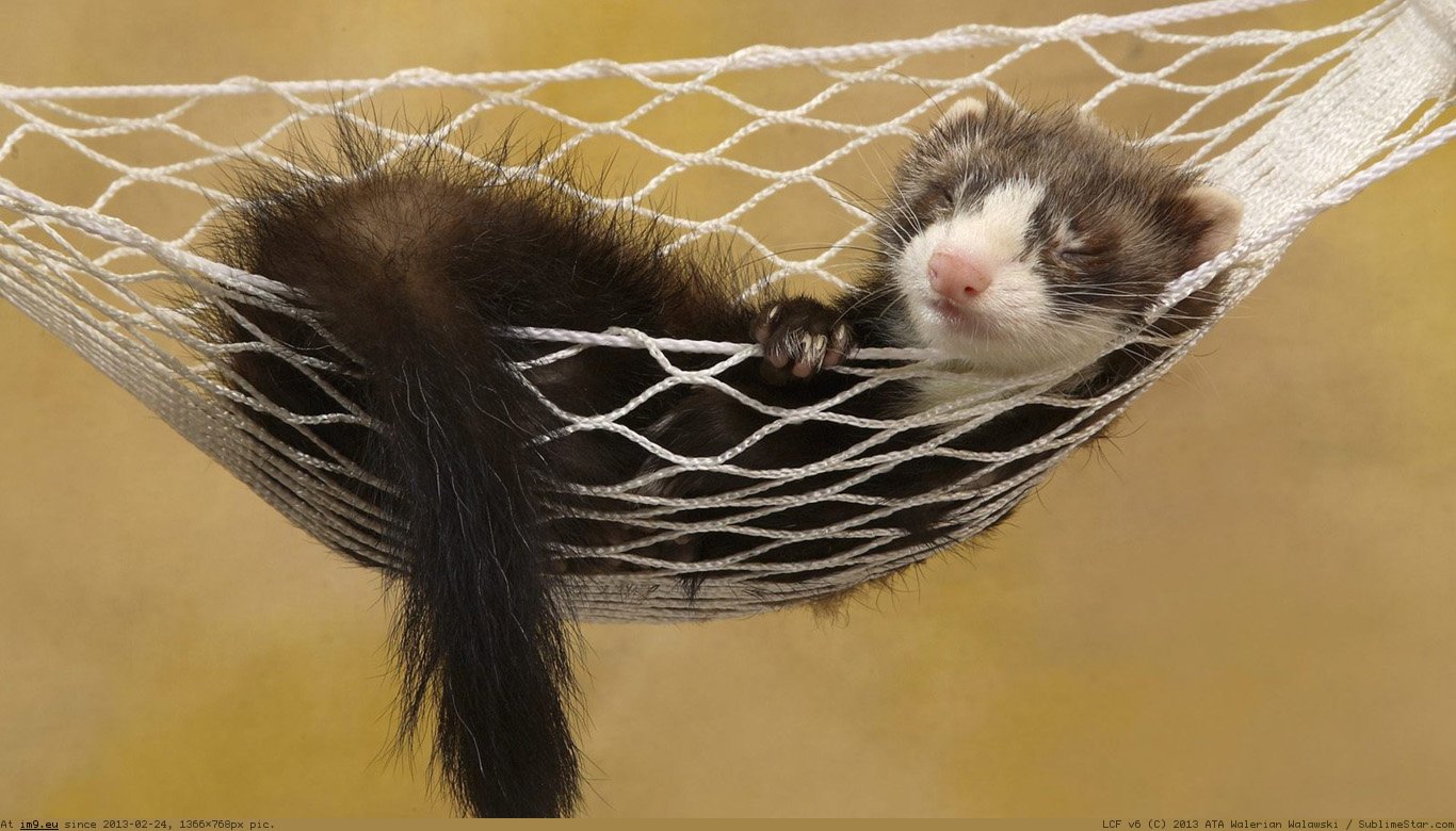 Ferret Wallpaper 1366X768 (in Animals Wallpapers 1366x768)