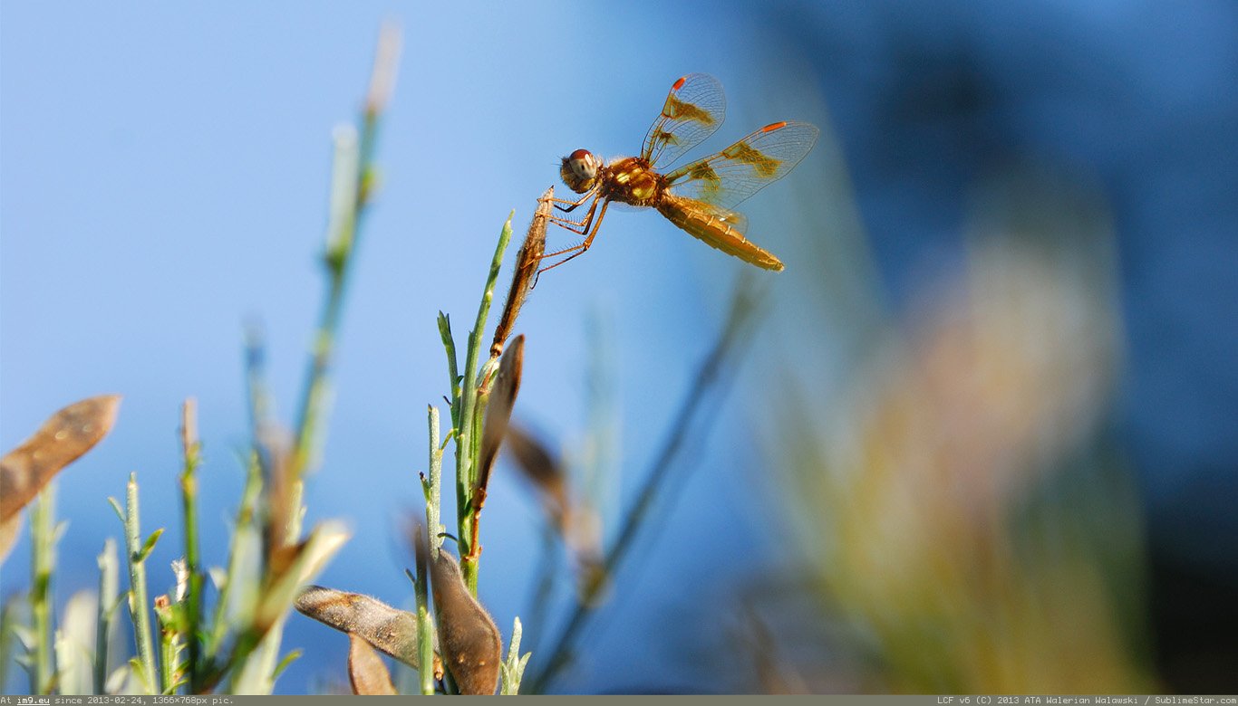 Flying Adder Wallpaper 1366X768 (in Animals Wallpapers 1366x768)