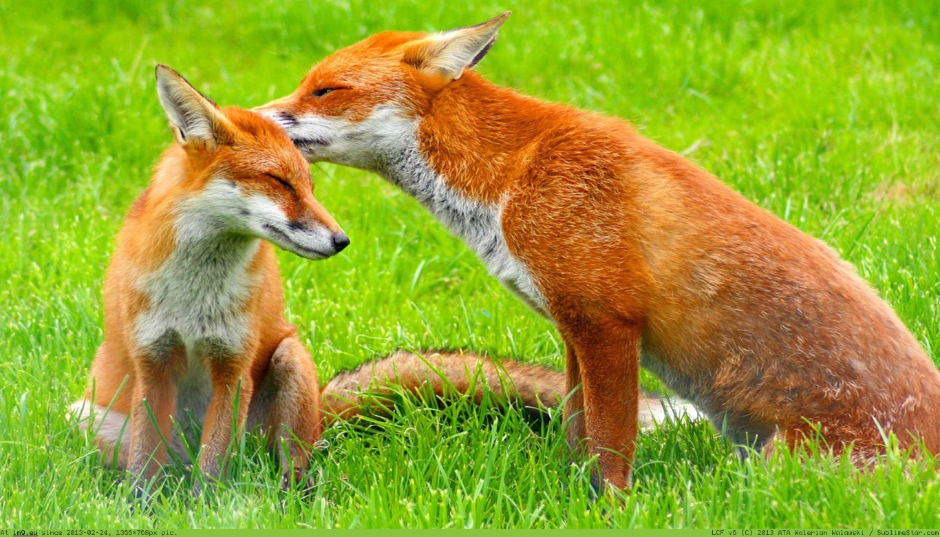 Fox Wallpaper 1366X768 (in Animals Wallpapers 1366x768)