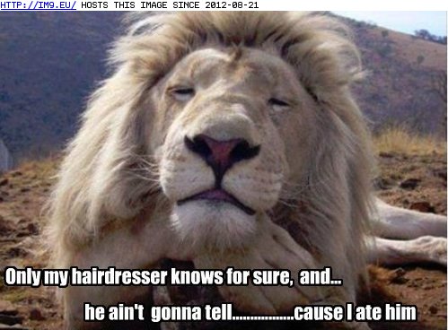 Animal Funny Pictures on Animals    Funny Animal Captions   Animal Capshunz  Dye Job You Say