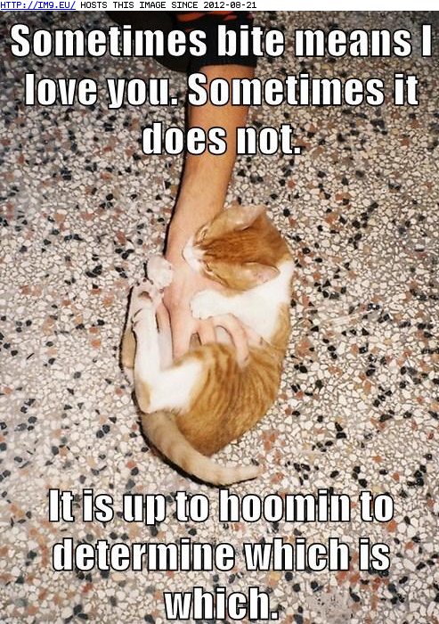 Flavour of the Day - Lolcats - lol, cat memes, funny cats, funny cat  pictures with words on them, funny pictures, lol cat memes