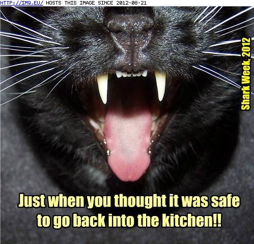 Lolcats - kitchen - LOL at Funny Cat Memes - Funny cat pictures with words  on them - lol, cat memes, funny cats