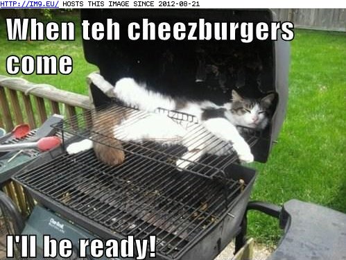 Lolcats - kitchen - LOL at Funny Cat Memes - Funny cat pictures with words  on them - lol, cat memes, funny cats