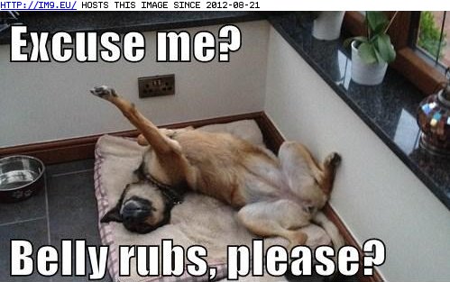 belly rubs meme