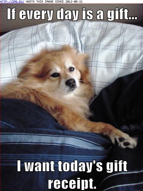 I Has A Hotdog - Fluffy - Funny Dog Pictures, Dog Memes, Puppy Pictures