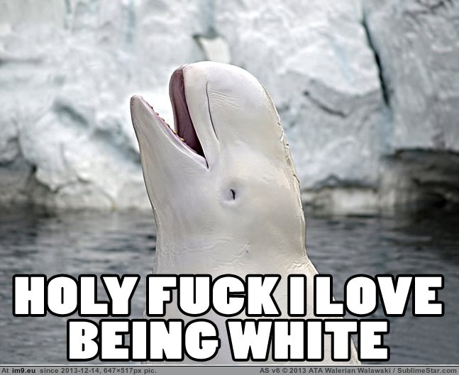 Beluga whale : r/memes