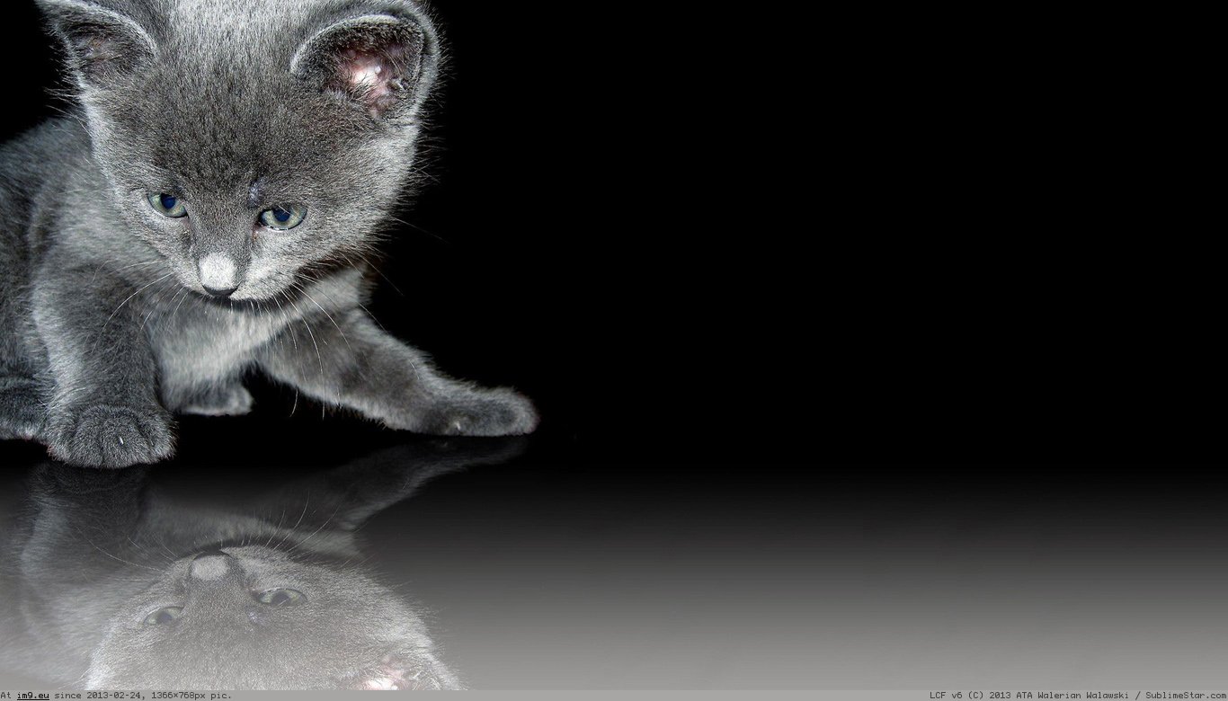 Funny Kitten Wallpaper 1366X768 (in Cats and Kitten Wallpapers 1366x768)