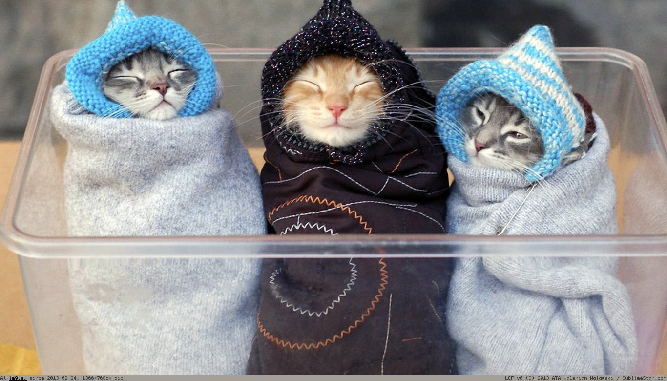 Funny Kittens Wallpaper 1366X768 (in Cats and Kitten Wallpapers 1366x768)