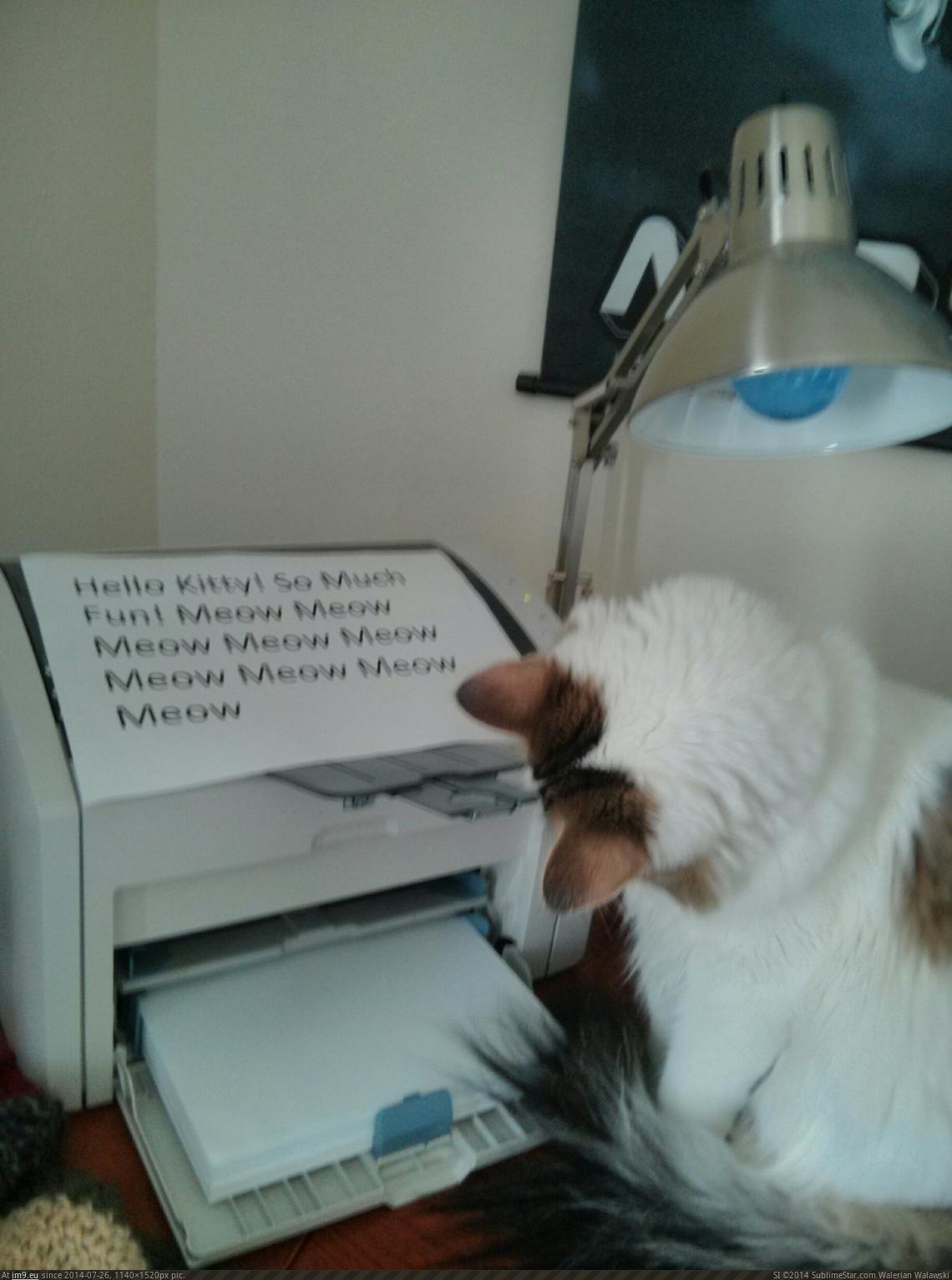 Pic. #Funny #Day #Printer #Obsessed #Cat #Messages, 112208B – My r/FUNNY  favs