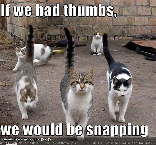 Funny Pictures Cats Would Snap If They Had Thumbs (funny meme) (in Funny pics and meme mix)