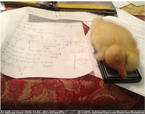 [Funny] So I can't do my math homework cause my duck fell asleep on my calculator.. (in My r/FUNNY favs)