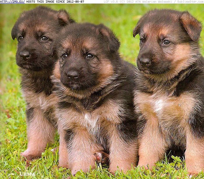 German Shepherd puppies (in Cute Puppies)