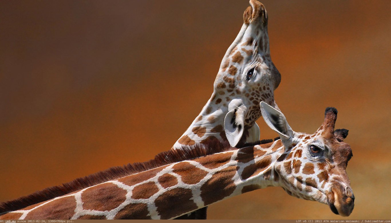 Giraffe Wallpaper 1366X768 (2) (in Animals Wallpapers 1366x768)